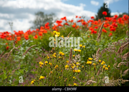 Ein Feld von scharlachroten Mohn in der Nähe von Roslin in Midlothian, Schottland. SCO 7812 Stockfoto