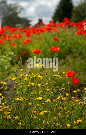 Ein Feld von scharlachroten Mohn in der Nähe von Roslin in Midlothian, Schottland. SCO 7813 Stockfoto