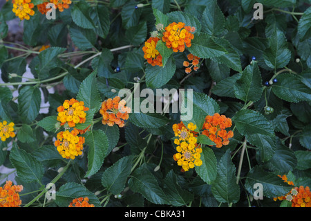 Ein buntes Grenze Detail der Lantana camara Stockfoto