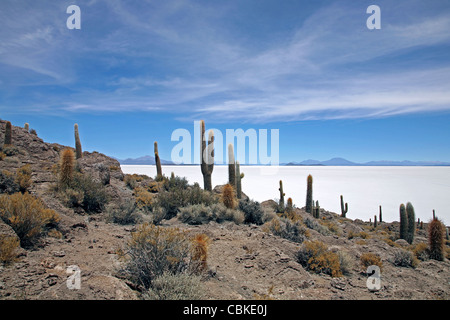 Kakteen (Echinopsis Atacamensis / Trichocereus nomenklatorisches) auf Isla de Los Pescadores, Salar de Uyuni, Altiplano Boliviens Stockfoto