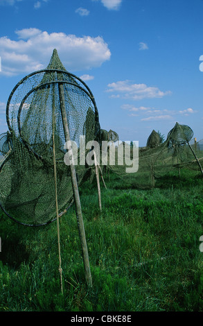Fischernetze hing in der Nähe von nidda, Nidden, zu trocknen, auf der Kurischen Nehrung, Litauen Stockfoto
