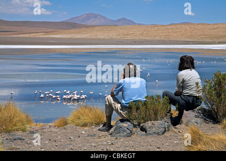 Touristische und Vogelbeobachter mit dem Fernglas beobachten Flamingos in der Laguna Cañapa, Altiplano, Bolivien auf Nahrungssuche Stockfoto