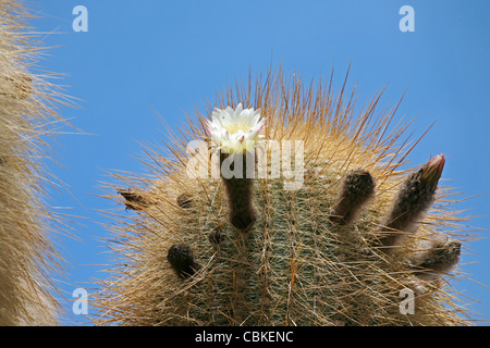 Kaktus (Echinopsis Atacamensis / Trichocereus nomenklatorisches) blühen auf Isla de Los Pescadores, Salar de Uyuni, Altiplano Boliviens Stockfoto