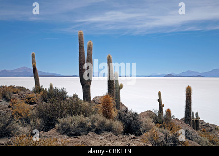 Kakteen (Echinopsis Atacamensis / Trichocereus nomenklatorisches) auf Isla de Los Pescadores bei Salt flach Salar de Uyuni, Bolivien Altiplano Stockfoto