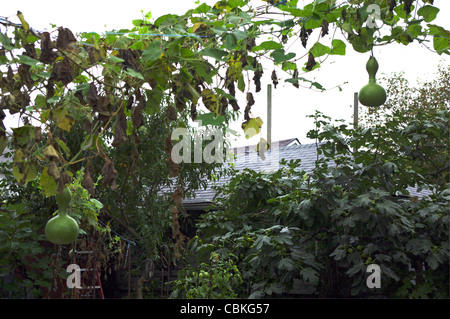 Auf der Rückseite yard wachsenden Flaschenkürbis (Lagenaria Siceraria (Mol) Standl.) Stockfoto