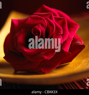 Detail von einer roten rose Nahaufnahme. Stockfoto