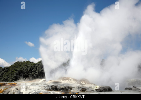 Prince Of Wales Federn Geysir und Pohutu Geysir ausbrechen, Whakarewarewa geothermische Gebiet, Rotorua, Neuseeland. Stockfoto