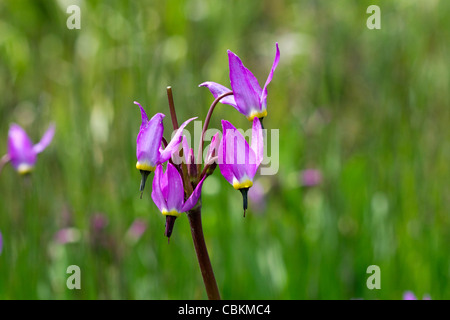 Dodecatheon Pulchellum, allgemein bekannt als hübsche Sternschnuppe Blume in voller Blüte. Stockfoto