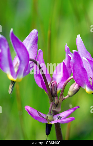 Dodecatheon Pulchellum, allgemein bekannt als hübsche Sternschnuppe Blume in voller Blüte. Stockfoto