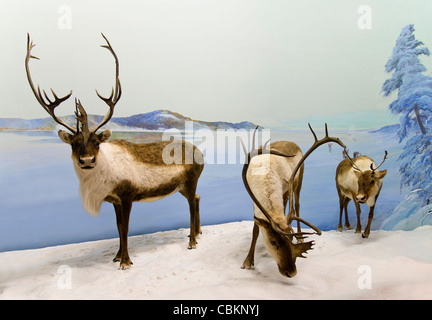 Ein Karibu-Familie im Norden Kanadas im Winter. Stockfoto