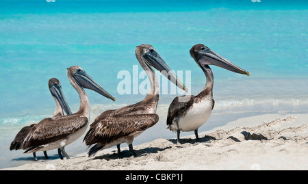 Ein Quartett der Pelikane am Strand während der Hauptverkehrszeit Schlange. Stockfoto