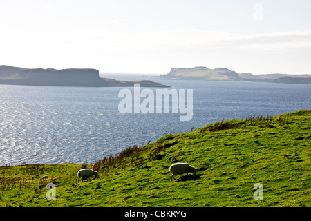 A863, Indrigioll Punkt, Loch Highland, größte Binnenschiff auf Skye Küste, Fisch & Muscheln, Isle Of Skye, Schottland Stockfoto