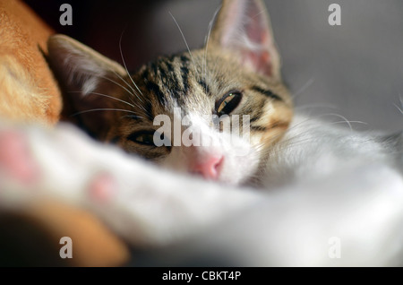 Süße Kätzchen zu Hause Stockfoto