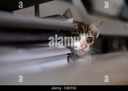 Nur wenige Wochen alte Kätzchen versteckt Stockfoto