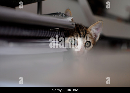 Nur wenige Wochen alte Kätzchen versteckt Stockfoto