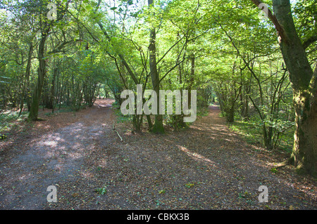 Bewaldeten Wald mit einem Pfad in nationalen Treuhandvermögen auf der North Downs Reigate Hill Surrey Stockfoto