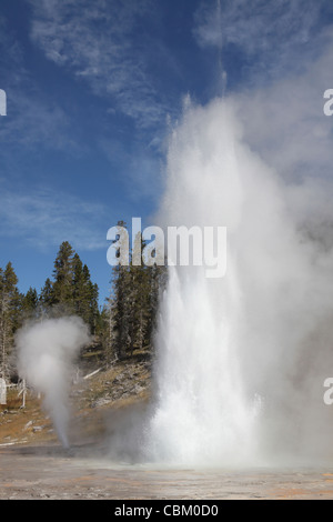 Grand Geysir ausbrechen, geothermische Gebiet Upper Geyser Basin, Yellowstone Caldera, Yellowstone-Nationalpark, Wyoming. Stockfoto