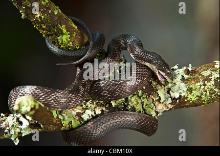 Schwarze Ratte Schlange (bieten Obsoleta), in Gefangenschaft. USA Stockfoto