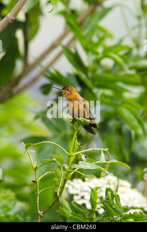 Sunbeam Kolibri (Aglaeactis Cupripennis) glänzend, Basis des Vulkans Chimborazo, Anden, Ecuador, Südamerika Stockfoto