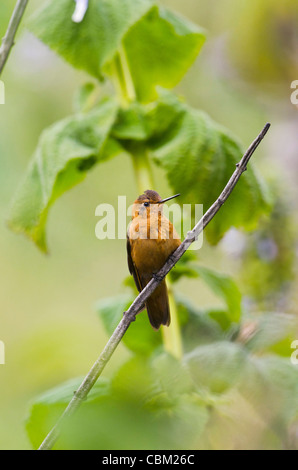 Sunbeam Kolibri (Aglaeactis Cupripennis) glänzend, Basis des Vulkans Chimborazo, Anden, Ecuador, Südamerika Stockfoto