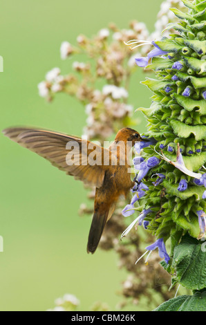 Sunbeam Kolibri (Aglaeactis Cupripennis) glänzend, Basis des Vulkans Chimborazo, Anden, Ecuador, Südamerika Stockfoto