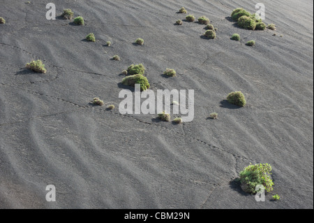 Aulaga Pflanzen (Asteraceae) in den Hängen der jüngsten Vulkankegel, da dies die einzige Art, die dort wachsen kann; Lanzarote, Kanarische Inseln, Spanien. Stockfoto