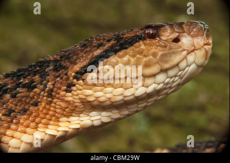 Südamerikanischen Buschmeister (Lachesis Muta), in Gefangenschaft. Die Orianne Indigo-Schlange bewahren, Telfair County, Georgia, USA Stockfoto