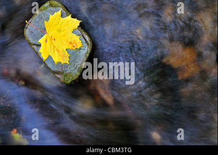 Ein Ahornblatt im Herbst auf einem Felsen in einem Stream. Langsame Verschlusszeit verwischt die Strömung des Wassers. Platz für Text auf dem Wasser Stockfoto