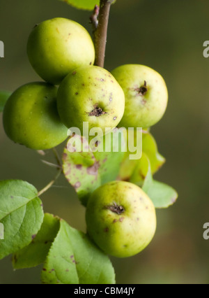 Holzäpfel (Malus Sylvestris) Stockfoto