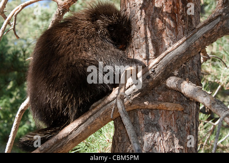North American Porcupine Erethizon Dorsatum Rio Grande County Colorado USA Stockfoto