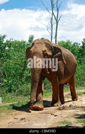 Elefant Uda Walawe Wild Life Reservat Sri Lanka Asien Stockfoto