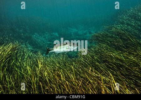 Ein Forellenbarsch schwimmt unter den Riemen-Blatt Sagittaria am Grund Flusses. Stockfoto