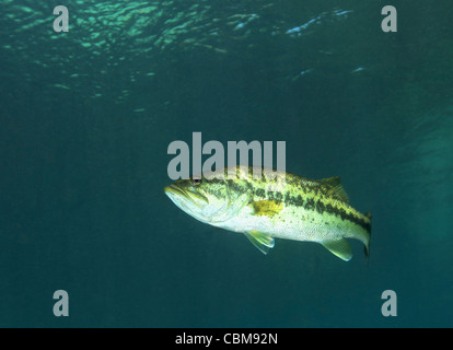 Ein Florida Largemouth Bass in den klaren Gewässern des Rainbow River, Florida. Stockfoto