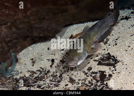 Ein brauner Bullhead Wels schwimmt um einen Felsen am unteren Rand Morrison Federn Höhle Boden. Stockfoto