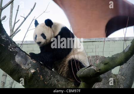 Männliche Giant Panda Bear Yang Guang im Zoo von Edinburgh eine Woche nach seiner Ankunft aus China am 4. Dezember 2011 Stockfoto