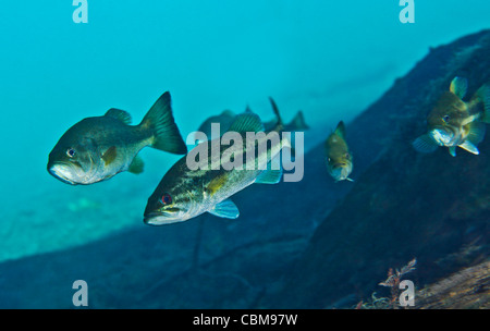 Eine Bande von Forellenbarsch stromaufwärts. Stockfoto