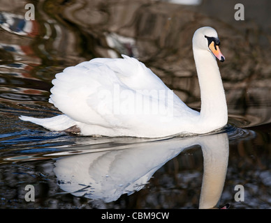 Ein Höckerschwan, Schwimmen in den Forth und Clyde Kanal, Schottland. Stockfoto