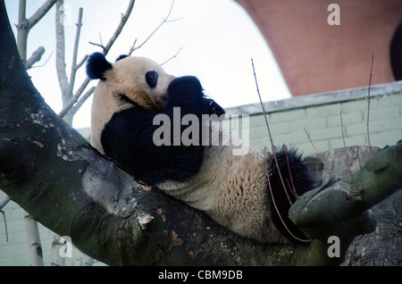 Männliche Giant Panda Bear Yang Guang im Zoo von Edinburgh eine Woche nach seiner Ankunft aus China am 4. Dezember 2011 Stockfoto