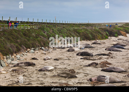 USA, California, Southern California, Point Piedras Blancas, nördlichen See-Elefanten Kolonie Mirounga angustirostris Stockfoto