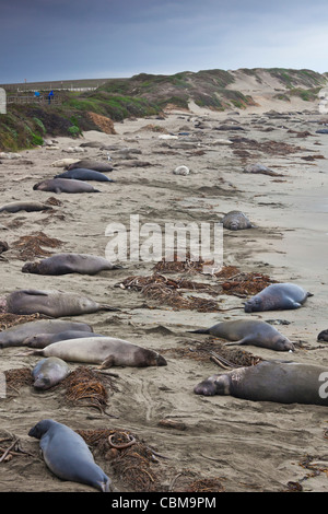 USA, California, Southern California, Point Piedras Blancas, nördlichen See-Elefanten Kolonie Mirounga angustirostris Stockfoto