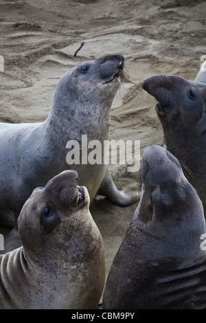 USA, California, Southern California, Point Piedras Blancas, nördlichen See-Elefanten Kolonie Mirounga angustirostris Stockfoto