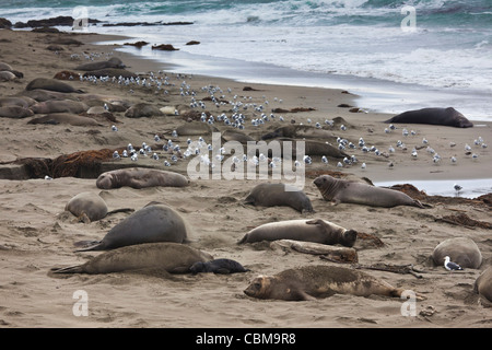 USA, California, Southern California, Point Piedras Blancas, nördlichen See-Elefanten Kolonie Mirounga angustirostris Stockfoto