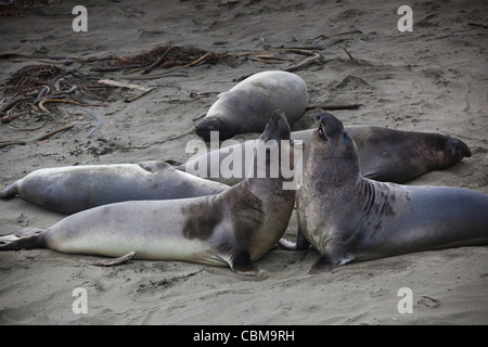 USA, California, Southern California, Point Piedras Blancas, nördlichen See-Elefanten Kolonie Mirounga angustirostris Stockfoto