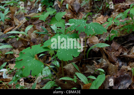 Bloodroot Sanguinaria canadensis Spring Wildflower, Hardwoods Eastern USA, von Carol Dembinsky/Dembinsky Photo Assoc Stockfoto