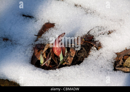 Östlichen Skunk Cabbage Symplocarpus Foetidus in voller Blüte, schmelzen durch den Schnee des späten Winter im Osten der USA Stockfoto