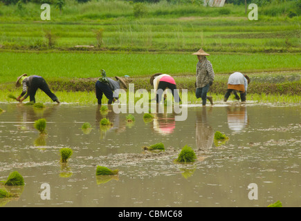 Pflanzen Reis während der Regenzeit im Norden Thailands Stockfoto