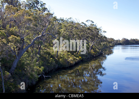 Die Blackwood River, in der Nähe von Karridale, Western Australia. Stockfoto