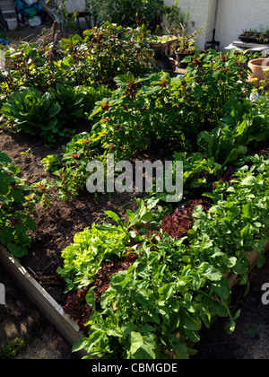 Hochbeet mit Salat, Spinat, Mangold und Pastinake im Garten Surrey England Stockfoto