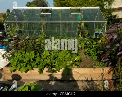 Hochbeet mit Salat, Spinat, Mangold und Pastinake im Garten Surrey England Stockfoto