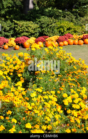 Herbstblumen und Kürbisse, Dallas Arboretum, Dallas, Texas, USA Stockfoto